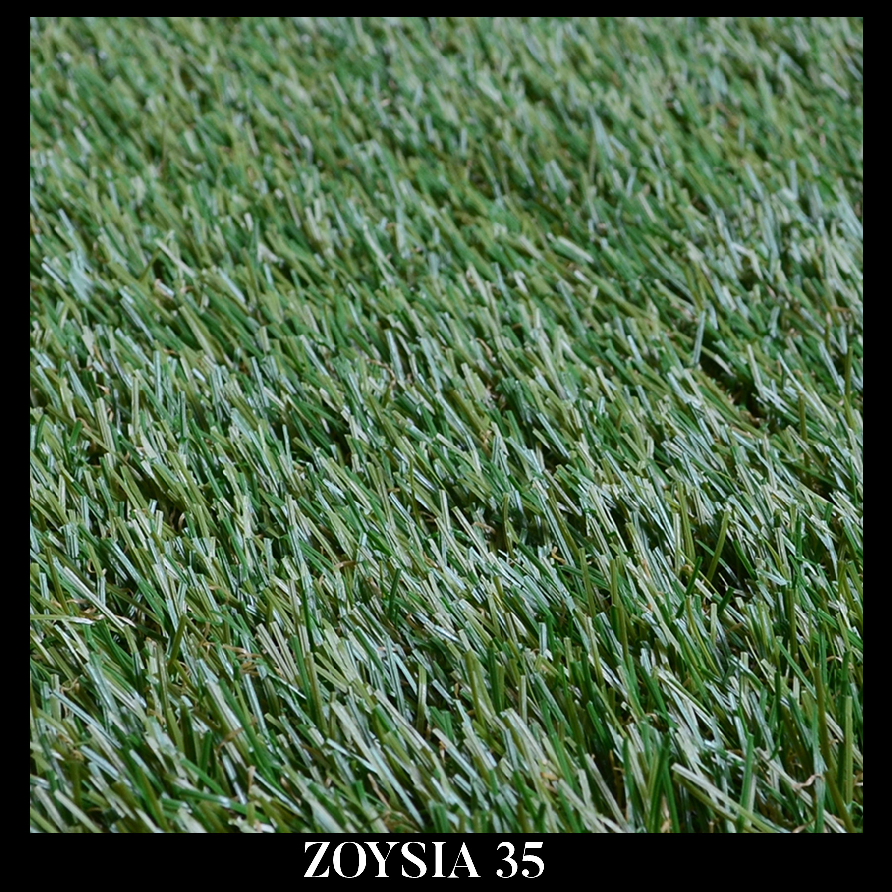 ZOYSIA 35